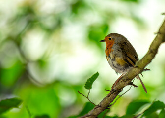 Obraz premium European Robin Red Breast (Erithacus rubecula) in National Botanic Gardens, Dublin, Ireland