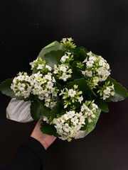 White blooming kalanchoe plant