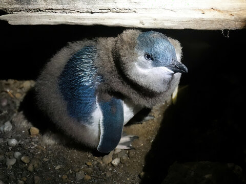 Blue penguin of Oamaru, New Zealand