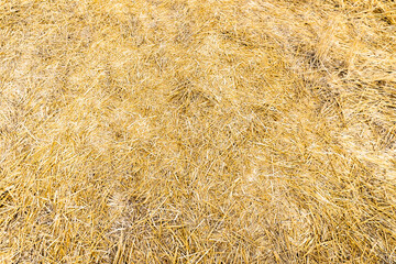 background with dry branches of wheat on the ground - 760138495