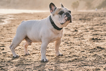 Portrait of a white french bulldog on the beach at sunset. Happy dog face.