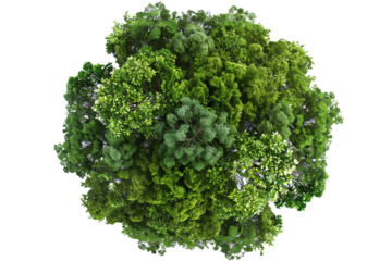 Top view of large green tree leaves with a transparent background