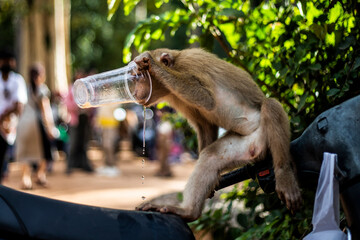 Thirsty monkey drinking water from a plastic bottle