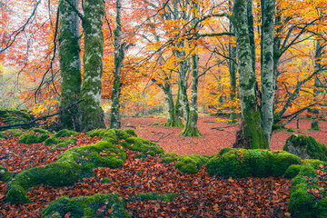 A captivating view of the Urbasa forest floor, richly carpeted with red leaves, contrasting with the moss-covered rocks and vivid autumnal canopy