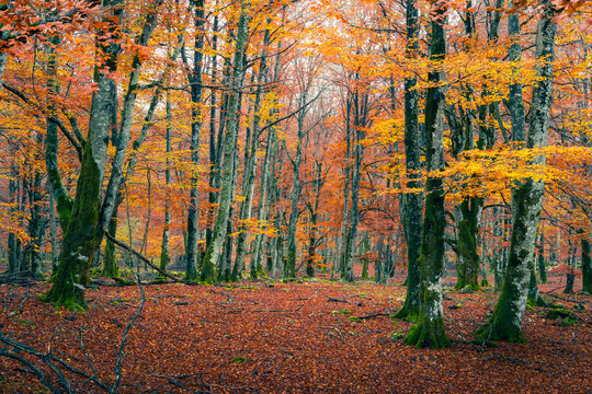 Lush beech trees flaunt their vibrant autumn colors in the Urbasa Forest, with a carpet of fallen leaves creating a tranquil, earthy scene