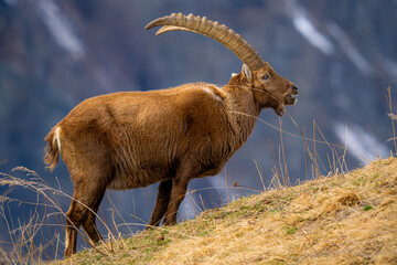 An Alpine Ibex is captured in its natural mountain habitat, grazing on the sparse vegetation of a rugged ridge, with a soft focus on the distant landscape
