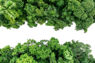 Top view of large green tree leaves with a transparent background