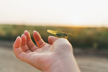 Meadow grasshopper on female hand. Beautiful summer photo