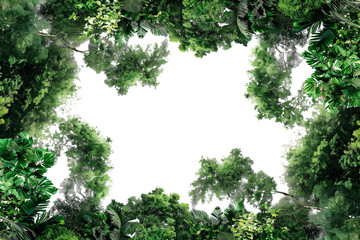 Top view of large green tree leaves with a transparent background