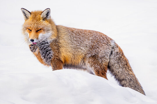 A vibrant Red Fox captured mid-stride on a snowy terrain, with its fur details highlighted against the winter white