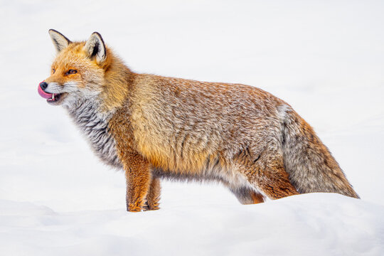 A vibrant Red Fox captured mid-stride on a snowy terrain, with its fur details highlighted against the winter white