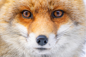 A captivating close-up of a Red Fox, emphasizing its sharp eyes and striking fur pattern, set against a snowy backdrop