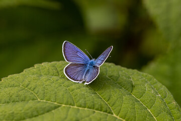 Beautiful (Lycaenidae) Blue Butterfly close up in the garden 