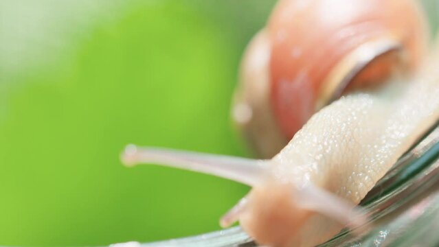 Close-Up Of A Snail Crawling On An Empty Glass Jar