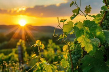 Grapevine in an organic vineyard illuminated by the warm rays of the sunset, tranquility and...