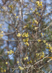 A branch of a blossoming willow tree against a blue spring sky. Fluffy yellow flowers on a brown twig. Macro shot. For a postcard. Vertical