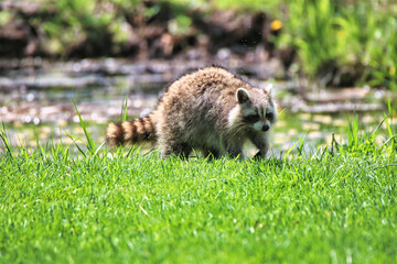 A Raccoon looking for a meal seen here on the lush green grass of the Dominion Arboretum park in Ottawa,Ontario,Canada © InnerPeace