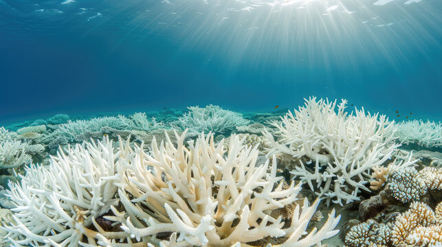 "Oceanic Ecosystem Under Threat", news, illustration, image, article, newspaper