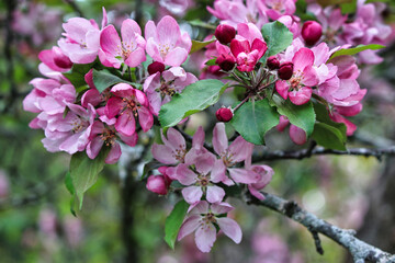 Crabapple blossoms and buds in shades of beautiful rosy pink at Ottawa's Dominion Arboretum Garden in Ottawa,Ontario,Canada