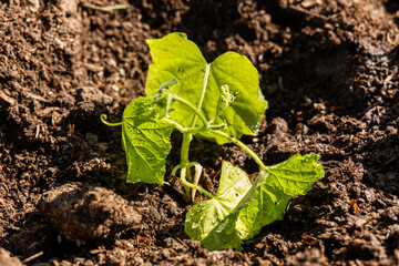 Young sprout new cucumber plant at soil