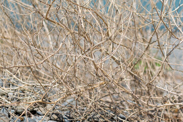 Fototapeta premium Dry branches of bushes and grass on the shore of the blue sea