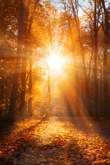 Beautiful autumn background, autumn forest wallpaper, cozy nature