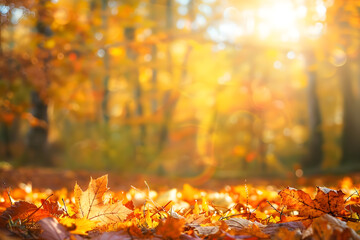 Naklejka na ściany i meble Beautiful autumn background, autumn forest wallpaper, cozy nature