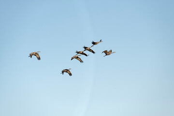 Sandhill crane(s) (Grus canadensis) in flight; nr Kearney, Nebraska - 760158257