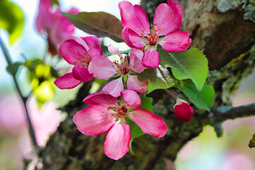 Obraz premium Exquisite Spring Pink blossoms of the Crabapple in close up at the Dominion Arboretum,Ottawa,Ontario,Canada