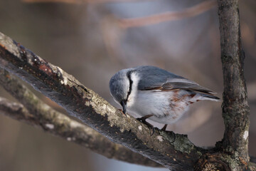 水を舐めるゴジュウカラ