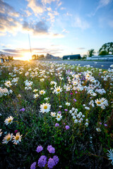 evening summer white flowers field