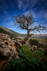 Spain Andalucia spring surrounding lonely tree mountains clouds tunnel