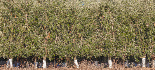 Side line of Intensive olive trees plantation