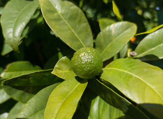 Little unripe orange fruits