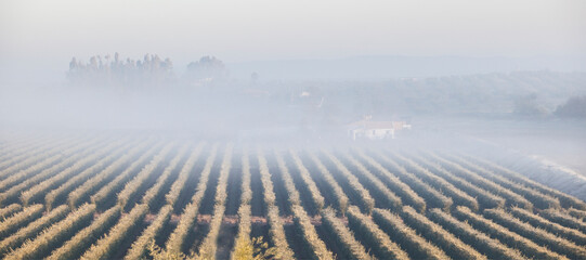 Olive grove landscape a foggy morning