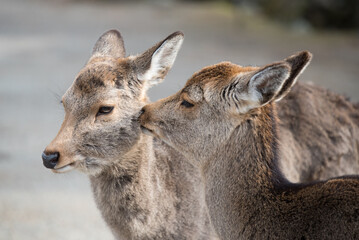 Deers in Nara Park