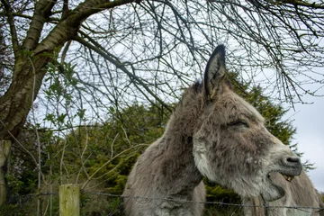 Fotobehang A donkey making a sound © Keiran