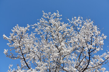 満開の桜