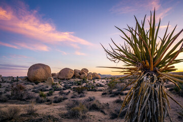 Yucca trees and rock formations on a trail in Joshua Tree National Park, California. - obrazy, fototapety, plakaty
