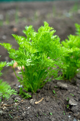Green Eco veg farm growing