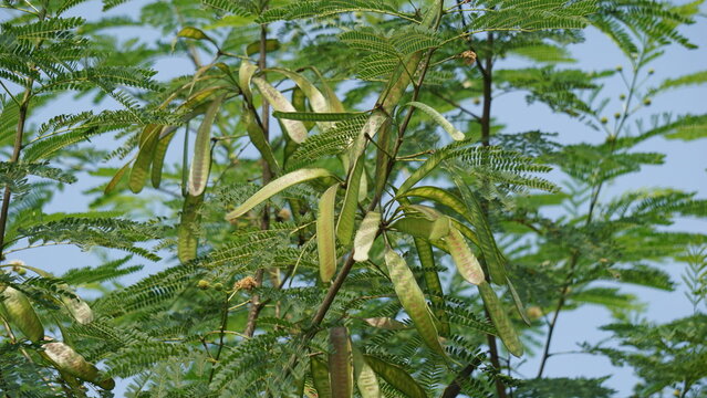 Leucaena leucocephala (jumbay, river tamarind, subabul, white popinac, white leadtree, Mimosa leucophala, Mimosa glauca Koenig) or can also be called chinese petai, kemlandingan, and lamtoro.
