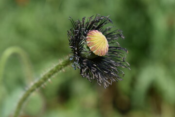 A Poppy without its Petals