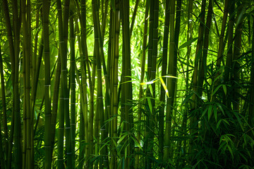 Bamboo forest background, bamboo wallpaper, forest background, nature background