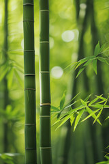 Fototapeta premium Bamboo forest background, bamboo wallpaper, forest background, nature background