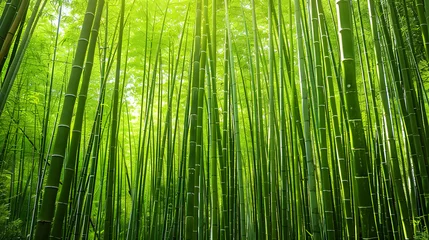 Gordijnen Bamboo forest background, bamboo wallpaper, forest background, nature background © Markus
