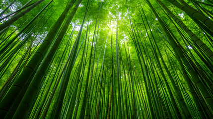 Fototapeta premium Bamboo forest background, bamboo wallpaper, forest background, nature background