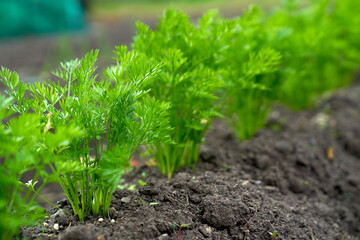 Green Eco veg farm growing