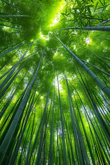 Bamboo forest background, bamboo wallpaper, forest background, nature background