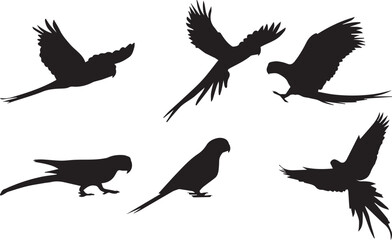 Fototapeta premium set of silhouettes of birds