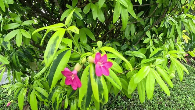 Ravenia spectabilis (Lemonia spectabilis, Ravenia rosea) variegated is an ornamental shrub produces bright pink flattened flowers